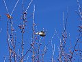 Bird in Berries